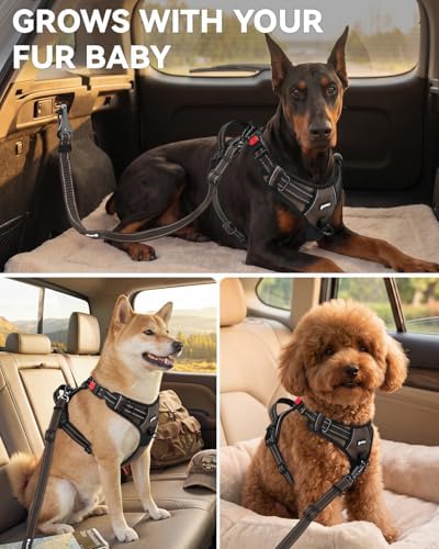 Joytale 3-in-1 Bungee Dog Seat Belt - Image 6