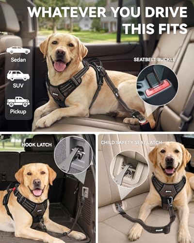 Joytale 3-in-1 Bungee Dog Seat Belt - Image 2